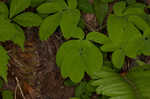 Yellow pimpernel